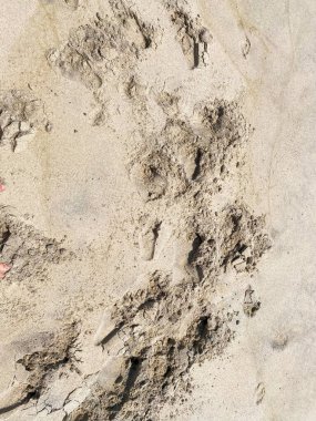 Kumda bırakılan izler, güneşli bir sahilde, doğanın günlük yaşamını yansıtan hayvanların hareketlerini vurguluyor..