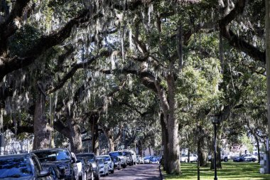 İspanyol yosunlarıyla süslenmiş uzun meşe ağaçları sakin bir cadde boyunca gölgeler oluşturarak manzaranın güzelliğini arttırır..