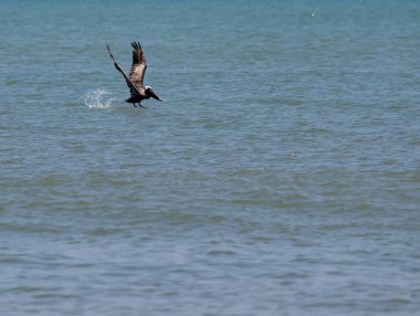 Kahverengi bir pelikan, sakin okyanus sularına zarifçe dalıp yakalamak için balık arıyor..