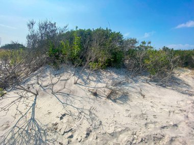 Kum tepecikleri arasında yemyeşil bitkiler yetişir. Bu da kıyı manzarasının doğal güzelliğini gözler önüne serer..
