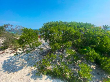Canlı yeşil çalılık sakin okyanusun yanındaki parlak mavi gökyüzünün altında kumlu arazide gelişir..