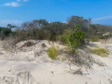 Bereketli yeşillik, açık mavi bir gökyüzünün altında gün ışığında ortaya çıkar..