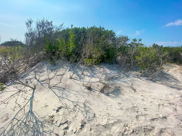 Kum tepecikleri arasında yemyeşil bitkiler yetişir. Bu da kıyı manzarasının doğal güzelliğini gözler önüne serer..