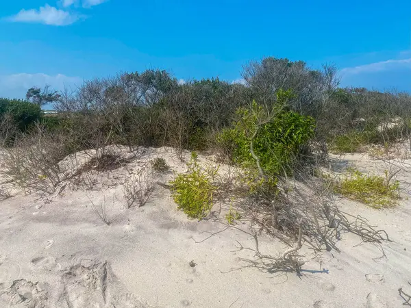 Bereketli yeşillik, açık mavi bir gökyüzünün altında gün ışığında ortaya çıkar..