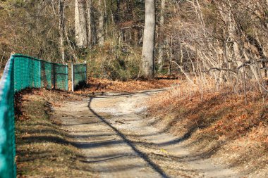 Ağaçlarla çevrili pis bir patika, yapraklarla kaplı sessiz bir ormanlık alana çıkıyor..