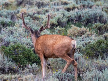 Boynuzlu bir geyik çalı ve kır çiçekleriyle dolu yemyeşil bir arazide dolaşır..