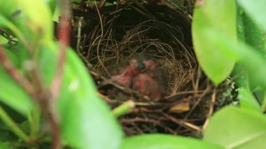Yuvada beslenen yaşlı kardinaller.