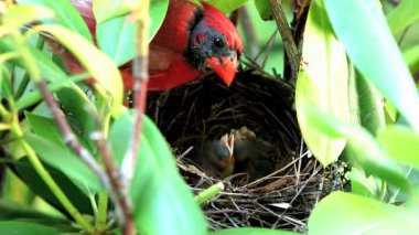 Erkek bir Kardinal kuşunun üç yavrusunu beslemesi ve kuş yuvasını temizlemesi..