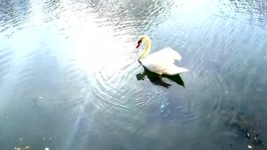 Sükûnet Suyu 'nda süzülen Kuğu' ya Güneş yansıyor.