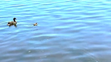 Göldeki çok küçük yavru ördekler.