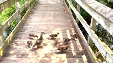 Anne ördek ve yedi yavrusu parktaki ahşap köprüden hızla geçiyorlar..
