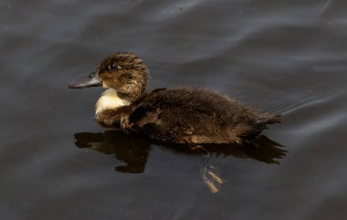 Küçük bir ördek yavrusu, sakin sularda zarif bir şekilde güneşin tadını çıkarıyor..