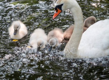 Anne kuğu, siğilleriyle huzurlu bir gölette zarifçe yüzer..
