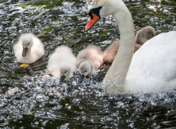 Anne kuğu, siğilleriyle huzurlu bir gölette zarifçe yüzer..