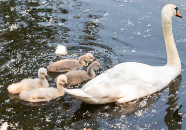 Anne bir kuğu tüylü cygnetleri ile suyun üzerinde süzülüyor..