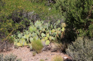 Işıl ışıl çöl manzarasında yemyeşil bir kaktüs var..