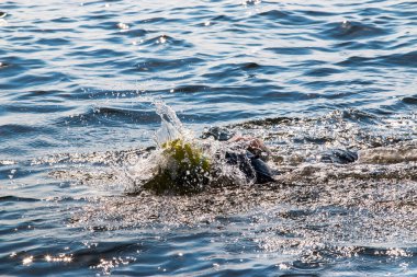 Bir yüzücü körfezde yüzerken dalgalanmalar yaratır ve su sıçratır..
