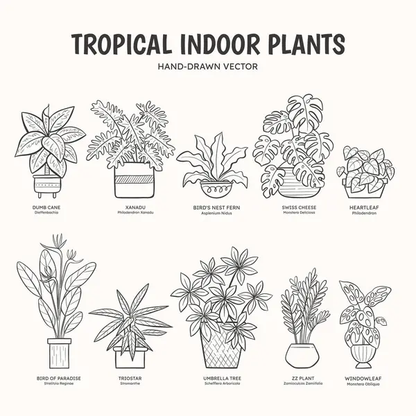 Plantas Tropicales Interior Lineart Vector De Stock