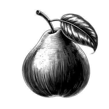 Armut oymalı el çizimi izole meyve vektörü illüstrasyonu