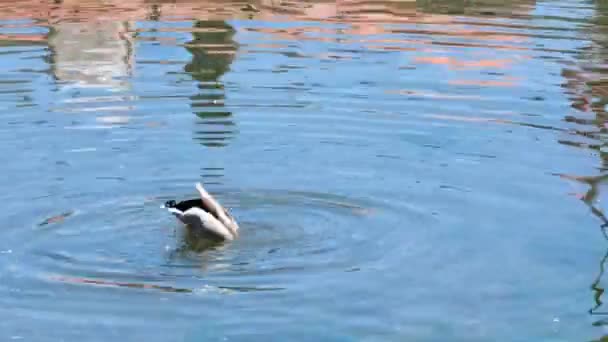 Male Mallard Duck Dirty Sea Surface Searching Food Looking Silly — Stockvideo