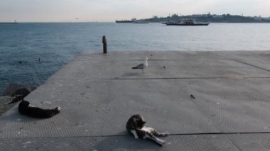 Stray cats and a seagull are resting on a metal platform at the seaside of Uskudar Istanbul. Istanbul Bosphorus and The Historical Peninsula Landscapes are in the background.