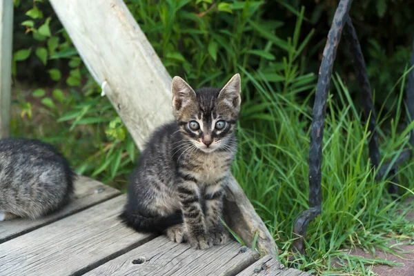 Tabby Kittens Wooden Floor Garden — Stock Photo, Image