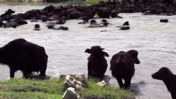 Vattenbufflar Korsar Bred Flod Bursa Turkiet — Stockvideo