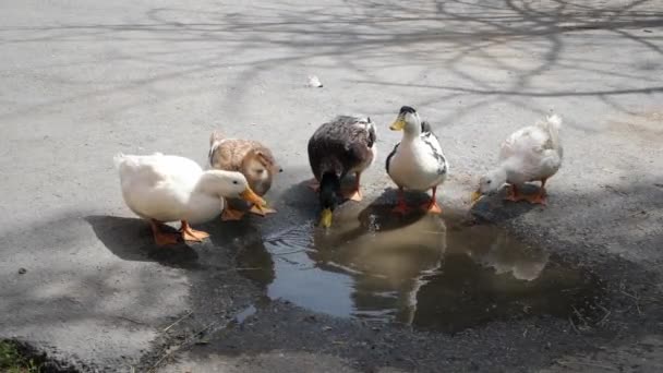 在阳光明媚的夏日 一群鸭子正在用沥青水坑喝水 — 图库视频影像
