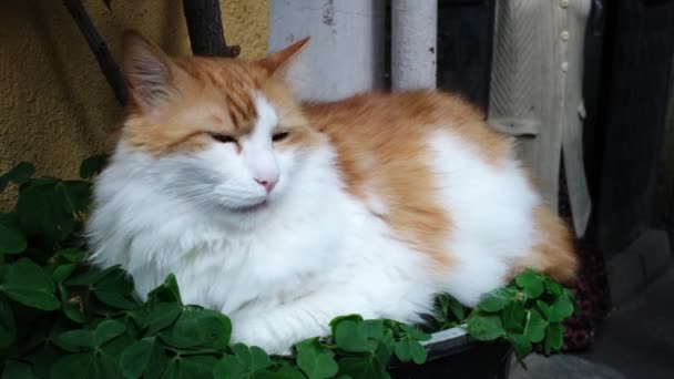 Samec Domácího Zázvoru Bílá Kočka Odpočívá Květináči Zahradě — Stock video