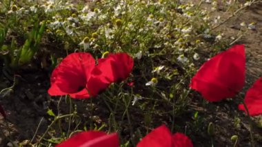 Yaygın gelincikler ve vahşi papatyalar yavaş çekimde bir çayırdalar.