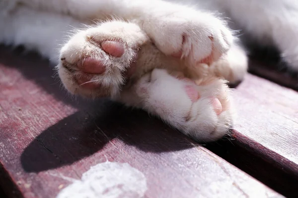 벤치에서 고양이의 가까이 앞발을 귀엽게 있습니다 — 스톡 사진