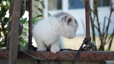 Sevimli, kirli yüzlü beyaz bir yavru kedi kameraya bakıyor ve bahçe çitlerinde yürüyor.