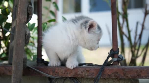 Urocza Brudna Biała Kotka Patrzy Kamerę Odchodzi Ogrodzeniu — Wideo stockowe