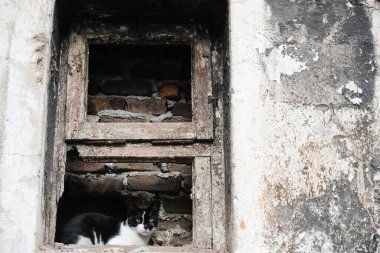 Smokinli sokak kedisi harabe bir pencerede oturuyor ve dışarıyı izliyor.