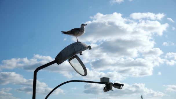 Seagull Est Debout Sur Lampadaire Observe Autour Avec Des Caméras — Video