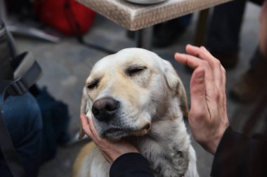 Sevgi dolu bir sokak köpeği kendini bir insana sevdirir. Mutlu bir sokak köpeğinin portresi..
