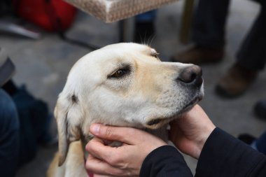 Sevgi dolu bir sokak köpeği kendini bir insana sevdirir. Mutlu bir sokak köpeğinin portresi.
