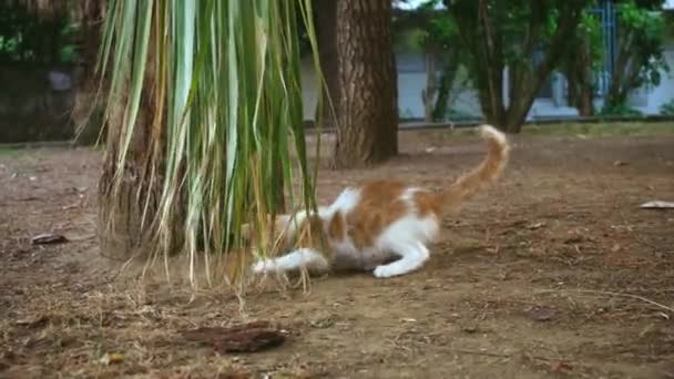 Liebenswert Verspieltes Gelb Weißes Kätzchen Spielt Mit Palmblättern Park — Stockvideo