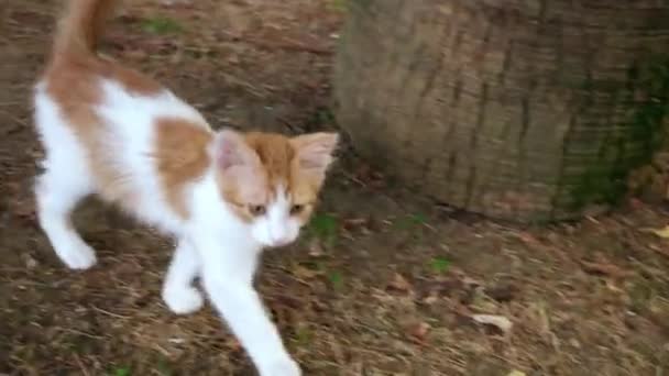 愛らしい空腹の黄色と白い子猫は庭で与えられ カメラを見ています — ストック動画