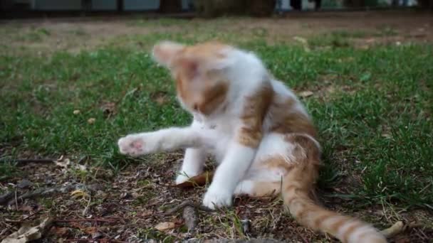 Очаровательный Желтый Белый Котёнок Забавно Облизывает Ногу Парке — стоковое видео