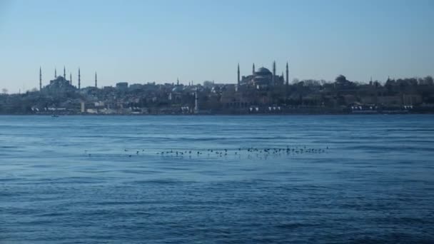 Zwevende Troep Pijlstormvogels Twee Keer Slow Motion Bij Istanbul Bosporus — Stockvideo