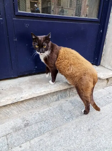 Çok nadir görülür. Belki dünyada sadece bir kedi, vücudunun yarısı tüylü ve sütlü kahverengi, diğer yarısı siyah ve beyaz ve kısa saçlı, smokin ve kahverengi kedilerle kaplı.