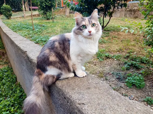Çok güzel, çok renkli evcil bir kedi bahçe duvarında oturuyor ve kameraya bakıyor.
