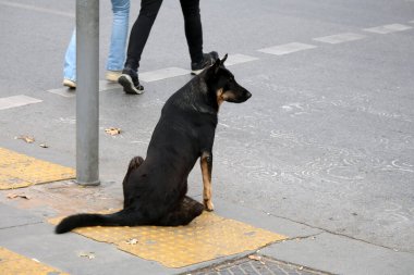 Terk edilmiş siyah, hüzünlü Malinois kavşakta oturuyor insanlar geçerken