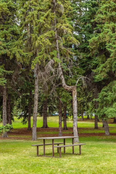 President Murray Park Located Varsity View Neighborhood Saskatoon — Stockfoto