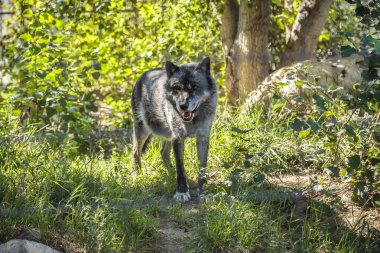 Orman Çiftliği Saskatoon 'un Silverspring mahallesinde yer almaktadır..