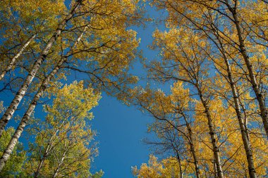 Arka planda birkaç ağaç olan güzel mavi bir gökyüzü. Ağaçlar sarı yapraklarla dolu, sıcak ve davetkar bir atmosfer yaratıyorlar. Gökyüzü berrak ve parlak, sahneyi huzurlu kılıyor.