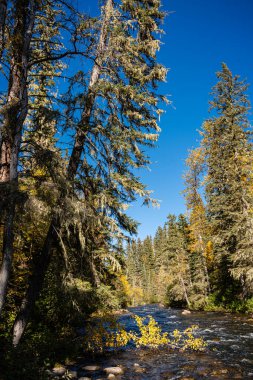 İçinden nehir akan bir orman. Ağaçlar uzun ve yeşil, gökyüzü açık ve mavi. Sahne huzurlu ve huzurlu, sanki biri koşuşturmaya ara vermiş gibi.