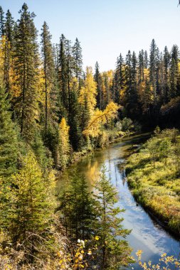 Her iki tarafında ağaçlar olan bir ormanın içinden bir nehir akıyor. Su sakin ve berrak, etraftaki ağaçları yansıtıyor. Sahne huzurlu ve sakin, suyun sesiyle.