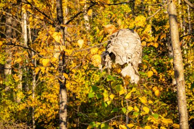 A dead wasp nest is hanging from a tree branch. The nest is brown and has a few holes in it. The tree is surrounded by many leaves, and the sun is shining on the scene clipart